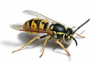 Wasp Nest Removal London