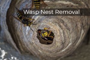 Wasp Nest Removal Harrow