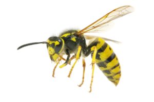 Wasp nest removal Stanmore
